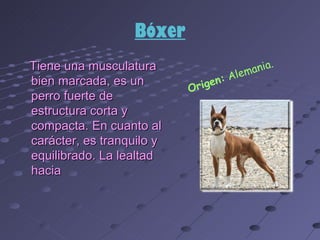 Bóxer
Tiene una musculatura                         ma nia.
                                          e
bien marcada, es un              gen : Al
                           Ori
perro fuerte de
estructura corta y
compacta. En cuanto al
carácter, es tranquilo y
equilibrado. La lealtad
hacia
 