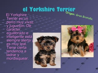 el Yorkshire Terrier
                         Orig
                           en: G
El Yorkshire                       ran B
                                        reta
Terrier es un                               ña.
perro muy vivaz
y juguetón. De
carácter
equilibrado e
inteligente está
siempre alerta y
es muy leal.
Tiene cierta
tendencia a
ladrar y
mordisquear.
 