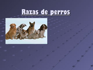 Razas de perros
 