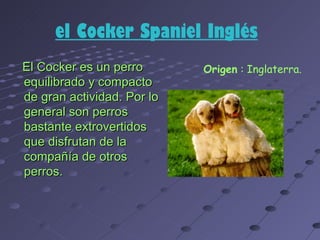 el Cocker Spaniel Inglés
El Cocker es un perro       Origen : Inglaterra.
equilibrado y compacto
de gran actividad. Por lo
general son perros
bastante extrovertidos
que disfrutan de la
compañía de otros
perros.
 