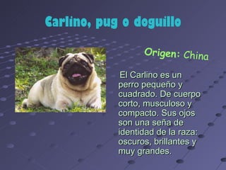 Carlino, pug o doguillo

                  Origen: China

             El Carlino es un
            perro pequeño y
            cuadrado. De cuerpo
            corto, musculoso y
            compacto. Sus ojos
            son una seña de
            identidad de la raza:
            oscuros, brillantes y
            muy grandes.
 