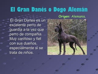 El Gran Danés o Dogo Alemán
                       Origen: Alemania.
 El Gran Danes es un
excelente perro de
guardia a la vez que
perro de compañia.
Muy cariñoso y fiel
con sus dueños,
especialmente si se
trata de niños.
 