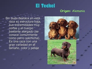 El Teckel
                                 Origen: Alemania

Sin duda destaca en esta
  raza su estructura baja,
  sus extremidades muy
  cortas y el cuerpo
  bastante alargado (se
  conoce comúnmente
  como perro salchicha).
  Es una raza con una
  gran variedad en el
  tamaño, color y pelaje
 