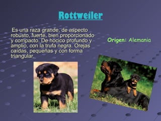 Rottweiler
 Es una raza grande, de aspecto
robusto, fuerte, bien proporcionado
y compacto. De hocico profundo y      Origen: Alemania
amplio, con la trufa negra. Orejas
caídas, pequeñas y con forma
triangular.
 