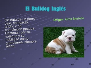 El Bulldog Inglés
                                          aña
Se trata de un perro    Origen: Gran Bret
bajo, compacto,
ancho y de          .
complexión pesada
Destacan por su
valentía y su
 habilidad como     e
 guardianes, siempr
 alerta.
 
