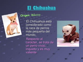 El Chihuahua
Origen: México

    El Chihuahua está
   considerado como
   la raza de perros
   más pequeña del
   mundo,
    Respecto al
   carácter, se trata de
   un perro vivaz,
   inquieto y es muy
   valiente.
 