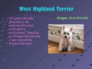 West Highland Terrier
Un perro de talla      Origen: Gran Bretaña
pequeña y de
estructura fuerte,
compacta y
musculosa. Destaca
su mirada penetrante
y sus pequeñas
orejas erguidas.
 