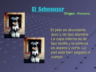 El Schnauzer
              Origen: Alemania.




      El pelo es abundante,
      duro y de tipo alambre.
      La capa interna es de
      tipo lanilla y la externa
      es áspera y corta .La
      piel está bien pegada al
      cuerpo.
 