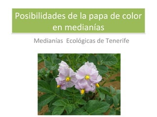 Posibilidades de la papa de color
          en medianías
    Medianías Ecológicas de Tenerife
 
