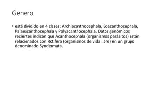 Genero
• está dividido en 4 clases: Archiacanthocephala, Eoacanthocephala,
Palaeacanthocephala y Polyacanthocephala. Datos genómicos
recientes indican que Acanthocephala (organismos parásitos) están
relacionados con Rotifera (organismos de vida libre) en un grupo
denominado Syndermata.
 