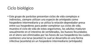 Ciclo biológico
• Este grupo de parásitos presentan ciclos de vida complejos e
indirectos, siempre utilizan una especie de artrópodo como
hospedero intermediario y se utiliza la relación depredador-presa
entre sus hospederos para poder completar sus ciclos de vida.
muestra el ciclo de vida de estos organismos, los adultos maduran
sexualmente en el intestino de vertebrados, los huevos fecundados
en el útero son eliminados por las heces de sus hospederos los cuales
contienen una larva (acantor) la cual se desarrolla en una forma
infectiva (acantela) en un hospedero intermediario (artrópodo)
 