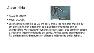 Ascaridida
• ASCARIS SUUM
• MORFOLOGÍA
• Los machos miden de 15-25 cm por 3 mm y las hembras más de 40
cm por 5 mm. Por el tamaño, sólo pueden confundirse con el
acantocéfalo Macrocanthorhynchus hirudinaceus, que también puede
parasitar el intestino delgado del cerdo. Ambos sexos presentan una
fila de dentículos diminutos en el borde másinterno de los labios .
 