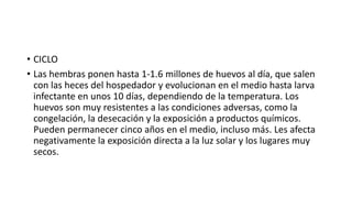 • CICLO
• Las hembras ponen hasta 1-1.6 millones de huevos al día, que salen
con las heces del hospedador y evolucionan en el medio hasta larva
infectante en unos 10 días, dependiendo de la temperatura. Los
huevos son muy resistentes a las condiciones adversas, como la
congelación, la desecación y la exposición a productos químicos.
Pueden permanecer cinco años en el medio, incluso más. Les afecta
negativamente la exposición directa a la luz solar y los lugares muy
secos.
 