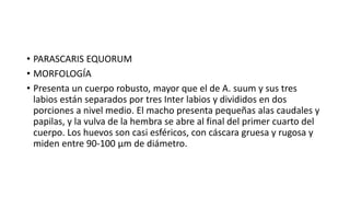 • PARASCARIS EQUORUM
• MORFOLOGÍA
• Presenta un cuerpo robusto, mayor que el de A. suum y sus tres
labios están separados por tres Inter labios y divididos en dos
porciones a nivel medio. El macho presenta pequeñas alas caudales y
papilas, y la vulva de la hembra se abre al final del primer cuarto del
cuerpo. Los huevos son casi esféricos, con cáscara gruesa y rugosa y
miden entre 90-100 µm de diámetro.
 