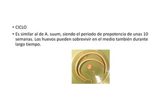 • CICLO
• Es similar al de A. suum, siendo el periodo de prepotencia de unas 10
semanas. Los huevos pueden sobrevivir en el medio también durante
largo tiempo.
 