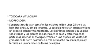 • TOXOCARA VITULORUM
• MORFOLOGIA
• Son parásitos de gran tamaño, los machos miden unos 25 cm y las
hembras unos 30 cm de longitud. La cutícula no es tan gruesa cy tiene
un aspecto blando y transparente. Los extremos cefálico y caudal no
son afilados y los dientes son anchos en la base y estrechos en la
parte más anterior. El esófago termina en una especie de ventrículo
granular en la parte posterior. La cola del macho presenta papilas y
termina en un apéndice en forma de espina.
 