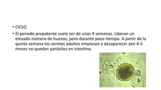• CICLO
• El periodo prepatente suele ser de unas 4 semanas. Liberan un
elevado número de huevos, pero durante poco tiempo. A partir de la
quinta semana los vermes adultos empiezan a desaparecer yen 4-5
meses no quedan parásitos en intestino.
 