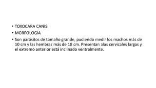 • TOXOCARA CANIS
• MORFOLOGIA
• Son parásitos de tamaño grande, pudiendo medir los machos más de
10 cm y las hembras más de 18 cm. Presentan alas cervicales largas y
el extremo anterior está inclinado ventralmente.
 