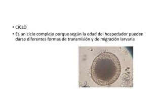 • CICLO
• Es un ciclo complejo porque según la edad del hospedador pueden
darse diferentes formas de transmisión y de migración larvaria
 