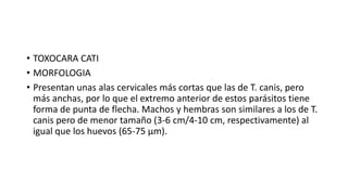 • TOXOCARA CATI
• MORFOLOGIA
• Presentan unas alas cervicales más cortas que las de T. canis, pero
más anchas, por lo que el extremo anterior de estos parásitos tiene
forma de punta de flecha. Machos y hembras son similares a los de T.
canis pero de menor tamaño (3-6 cm/4-10 cm, respectivamente) al
igual que los huevos (65-75 µm).
 