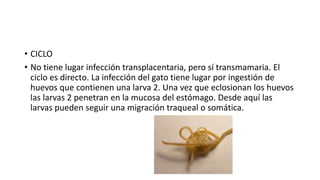 • CICLO
• No tiene lugar infección transplacentaria, pero sí transmamaria. El
ciclo es directo. La infección del gato tiene lugar por ingestión de
huevos que contienen una larva 2. Una vez que eclosionan los huevos
las larvas 2 penetran en la mucosa del estómago. Desde aquí las
larvas pueden seguir una migración traqueal o somática.
 