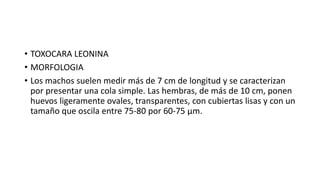 • TOXOCARA LEONINA
• MORFOLOGIA
• Los machos suelen medir más de 7 cm de longitud y se caracterizan
por presentar una cola simple. Las hembras, de más de 10 cm, ponen
huevos ligeramente ovales, transparentes, con cubiertas lisas y con un
tamaño que oscila entre 75-80 por 60-75 µm.
 