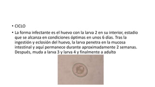 • CICLO
• La forma infectante es el huevo con la larva 2 en su interior, estadio
que se alcanza en condiciones óptimas en unos 6 días. Tras la
ingestión y eclosión del huevo, la larva penetra en la mucosa
intestinal y aquí permanece durante aproximadamente 2 semanas.
Después, muda a larva 3 y larva 4 y finalmente a adulto
 