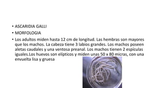• ASCARIDIA GALLI
• MORFOLOGIA
• Los adultos miden hasta 12 cm de longitud. Las hembras son mayores
que los machos. La cabeza tiene 3 labios grandes. Los machos poseen
aletas caudales y una ventosa preanal. Los machos tienen 2 espículas
iguales.Los huevos son elípticos y miden unas 50 x 80 micras, con una
envuelta lisa y gruesa
 