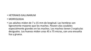 • HETERAKIS GALLINARUM
• MORFOLOGIA
• Los adultos miden de 7 a 15 mm de longitud. Las hembras son
ligeramente mayores que los machos. Poseen alas caudales
especialmente grandes en los machos. Los machos tienen 2 espículas
desiguales. Los huevos miden unas 45 x 75 micras, con una envuelta
lisa y gruesa.
 