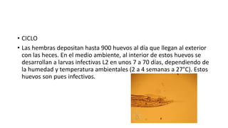• CICLO
• Las hembras depositan hasta 900 huevos al día que llegan al exterior
con las heces. En el medio ambiente, al interior de estos huevos se
desarrollan a larvas infectivas L2 en unos 7 a 70 días, dependiendo de
la humedad y temperatura ambientales (2 a 4 semanas a 27°C). Estos
huevos son pues infectivos.
 