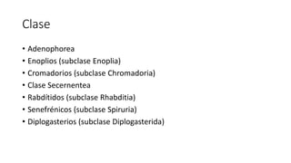 Clase
• Adenophorea
• Enoplios (subclase Enoplia)
• Cromadorios (subclase Chromadoria)
• Clase Secernentea
• Rabdítidos (subclase Rhabditia)
• Senefrénicos (subclase Spiruria)
• Diplogasterios (subclase Diplogasterida)
 