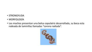 • STRONGYLIDA
• MORFOLOGÍA
• Los machos presentan una bolsa copulatriz desarrollada, su boca esta
rodeada de laminillas llamadas “corona radiada”.
 