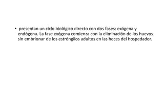 • presentan un ciclo biológico directo con dos fases: exógena y
endógena. La fase exógena comienza con la eliminación de los huevos
sin embrionar de los estróngilos adultos en las heces del hospedador.
 