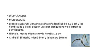 • DICTYOCAULUS
• MORFOLOGÍA
• Especie viviparus: El macho alcanza una longitud de 3.5-6 cm y las
hembras de 6-8 cm, poseen un color blanquecino y de extremos
puntiagudos.
• Filaria: El macho mide 8 cm y la hembra 11 cm
• Arnfieldi: El macho mide 36mm y la hembra 60 mm
 