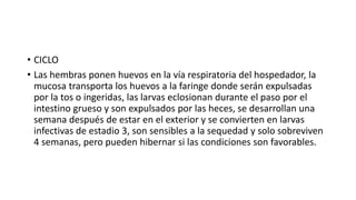 • CICLO
• Las hembras ponen huevos en la vía respiratoria del hospedador, la
mucosa transporta los huevos a la faringe donde serán expulsadas
por la tos o ingeridas, las larvas eclosionan durante el paso por el
intestino grueso y son expulsados por las heces, se desarrollan una
semana después de estar en el exterior y se convierten en larvas
infectivas de estadio 3, son sensibles a la sequedad y solo sobreviven
4 semanas, pero pueden hibernar si las condiciones son favorables.
 