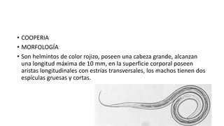 • COOPERIA
• MORFOLOGÍA
• Son helmintos de color rojizo, poseen una cabeza grande, alcanzan
una longitud máxima de 10 mm, en la superficie corporal poseen
aristas longitudinales con estrías transversales, los machos tienen dos
espículas gruesas y cortas.
 