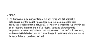 • CICLO
• Los huevos que se encuentran en el excremento del animal y
eclosionan dentro de 24 horas desde su expulsión, cuatro días
después se desarrollan a larvas L3, tienen un tiempo de supervivencia
en el medio ambiente de 5 a 12 meses, aunque el periodo de
prepatencia antes de alcanzar la madurez sexual es de 2 a 3 semanas,
las larvas L4 inhibidas pueden durar hasta 5 meses en el animal antes
de completar su madurez sexual.
 
