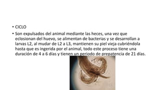 • CICLO
• Son expulsados del animal mediante las heces, una vez que
eclosionan del huevo, se alimentan de bacterias y se desarrollan a
larvas L2, al mudar de L2 a L3, mantienen su piel vieja cubriéndola
hasta que es ingerida por el animal, todo este proceso tiene una
duración de 4 a 6 días y tienen un periodo de prepatencia de 21 días.
 