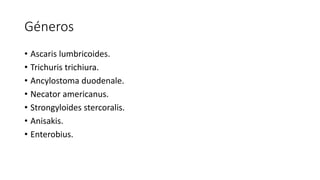 Géneros
• Ascaris lumbricoides.
• Trichuris trichiura.
• Ancylostoma duodenale.
• Necator americanus.
• Strongyloides stercoralis.
• Anisakis.
• Enterobius.
 