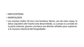 • ANCYLOSTOMA
• MORFOLOGÍA
• Los machos miden 10 mm y las hembras 16mm, son de color rojizo, la
bolsa copulatriz del macho esta desarrollada, su cuerpo es curvado en
la parte anterior, poseen una boca con dientes afilados para sujetarse
a la mucosa intestinal del hospedador.
 