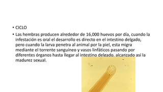 • CICLO
• Las hembras producen alrededor de 16,000 huevos por día, cuando la
infestación es oral el desarrollo es directo en el intestino delgado,
pero cuando la larva penetra al animal por la piel, esta migra
mediante el torrente sanguíneo y vasos linfáticos pasando por
diferentes órganos hasta llegar al intestino delgado, alcanzado así la
madurez sexual.
 