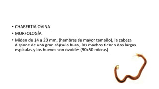 • CHABERTIA OVINA
• MORFOLOGÍA
• Miden de 14 a 20 mm, (hembras de mayor tamaño), la cabeza
dispone de una gran cápsula bucal, los machos tienen dos largas
espículas y los huevos son ovoides (90x50 micras)
 