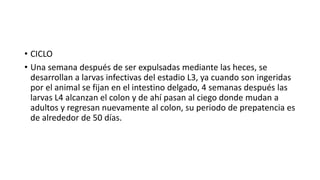 • CICLO
• Una semana después de ser expulsadas mediante las heces, se
desarrollan a larvas infectivas del estadio L3, ya cuando son ingeridas
por el animal se fijan en el intestino delgado, 4 semanas después las
larvas L4 alcanzan el colon y de ahí pasan al ciego donde mudan a
adultos y regresan nuevamente al colon, su periodo de prepatencia es
de alrededor de 50 días.
 