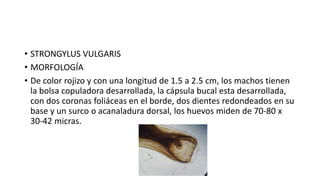 • STRONGYLUS VULGARIS
• MORFOLOGÍA
• De color rojizo y con una longitud de 1.5 a 2.5 cm, los machos tienen
la bolsa copuladora desarrollada, la cápsula bucal esta desarrollada,
con dos coronas foliáceas en el borde, dos dientes redondeados en su
base y un surco o acanaladura dorsal, los huevos miden de 70-80 x
30-42 micras.
 