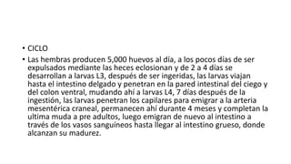 • CICLO
• Las hembras producen 5,000 huevos al día, a los pocos días de ser
expulsados mediante las heces eclosionan y de 2 a 4 días se
desarrollan a larvas L3, después de ser ingeridas, las larvas viajan
hasta el intestino delgado y penetran en la pared intestinal del ciego y
del colon ventral, mudando ahí a larvas L4, 7 días después de la
ingestión, las larvas penetran los capilares para emigrar a la arteria
mesentérica craneal, permanecen ahí durante 4 meses y completan la
ultima muda a pre adultos, luego emigran de nuevo al intestino a
través de los vasos sanguíneos hasta llegar al intestino grueso, donde
alcanzan su madurez.
 