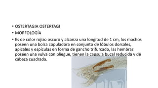 • OSTERTAGIA OSTERTAGI
• MORFOLOGÍA
• Es de color rojizo oscuro y alcanza una longitud de 1 cm, los machos
poseen una bolsa copuladora en conjunto de lóbulos dorsales,
apicales y espículas en forma de gancho trifurcado, las hembras
poseen una vulva con pliegue, tienen la capsula bucal reducida y de
cabeza cuadrada.
 