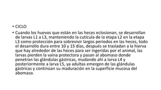 • CICLO
• Cuando los huevos que están en las heces eclosionan, se desarrollan
de larvas L1 a L3, manteniendo la cutícula de la etapa L2 en la etapa
L3 como protección para sobrevivir largos periodos en las heces, todo
el desarrollo dura entre 10 y 15 días, después se trasladan a la hierva
que hay alrededor de las heces para ser ingeridas por el animal, las
larvas pierden la vaina protectora y pasan al abomaso donde
penetran las glándulas gástricas, mudando ahí a larva L4 y
posteriormente a larva L5, ya adultas emergen de las glándulas
gástricas y continúan su maduración en la superficie mucosa del
abomaso.
 