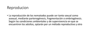Reproducion
• La reproducción de los nematodos puede ser tanto sexual como
asexual, mediante partenogénesis, fragmentación o embriogénesis.
Según las condiciones ambientales y de supervivencia en que se
encuentren los adultos, optarán por un método reproductivo y otro
 