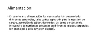 Alimentación
• En cuanto a su alimentación, los nematodos han desarrollado
diferentes estrategias, tales como: aspiración para la ingestión de
sangre, absorción de tejidos destruidos, así como de contenido
intestinal y de nutrientes presentes en diferentes líquidos corporales
(en animales) o de la savia (en plantas).
 