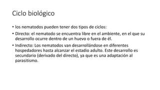 Ciclo biológico
• los nematodos pueden tener dos tipos de ciclos:
• Directo: el nematodo se encuentra libre en el ambiente, en el que su
desarrollo ocurre dentro de un huevo o fuera de él.
• Indirecto: Los nematodos van desarrollándose en diferentes
hospedadores hasta alcanzar el estadio adulto. Este desarrollo es
secundario (derivado del directo), ya que es una adaptación al
parasitismo.
 